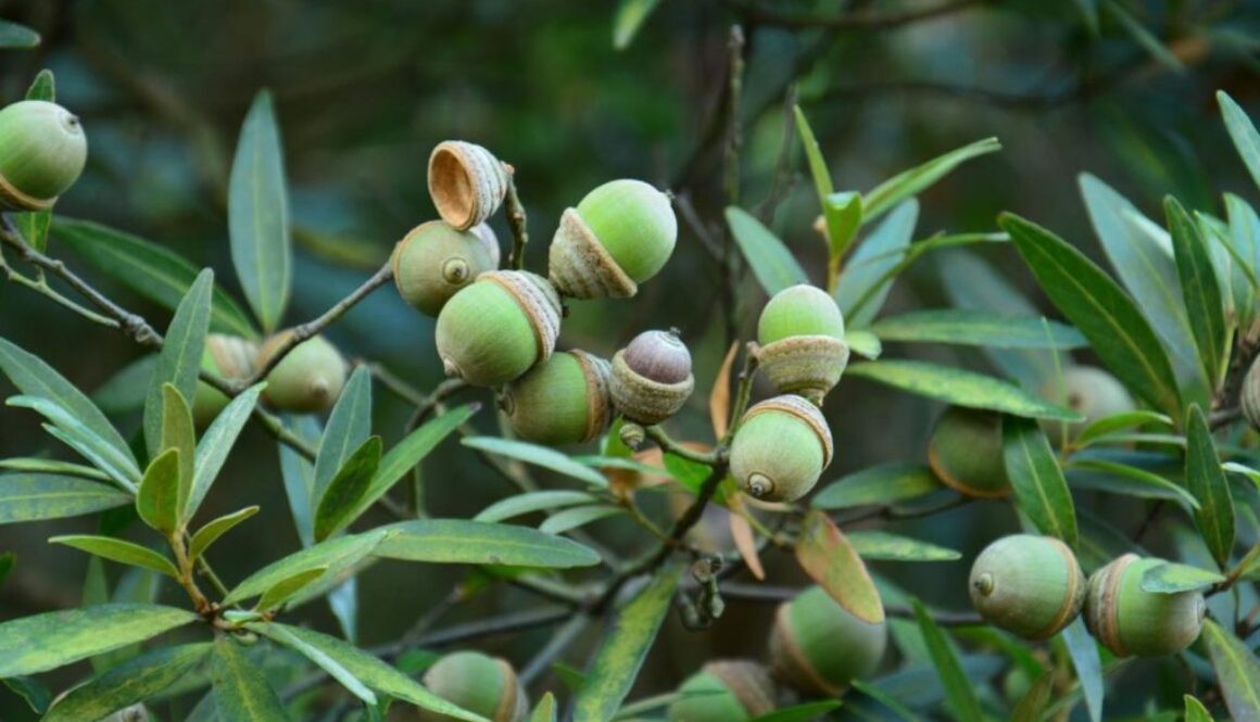 acorns