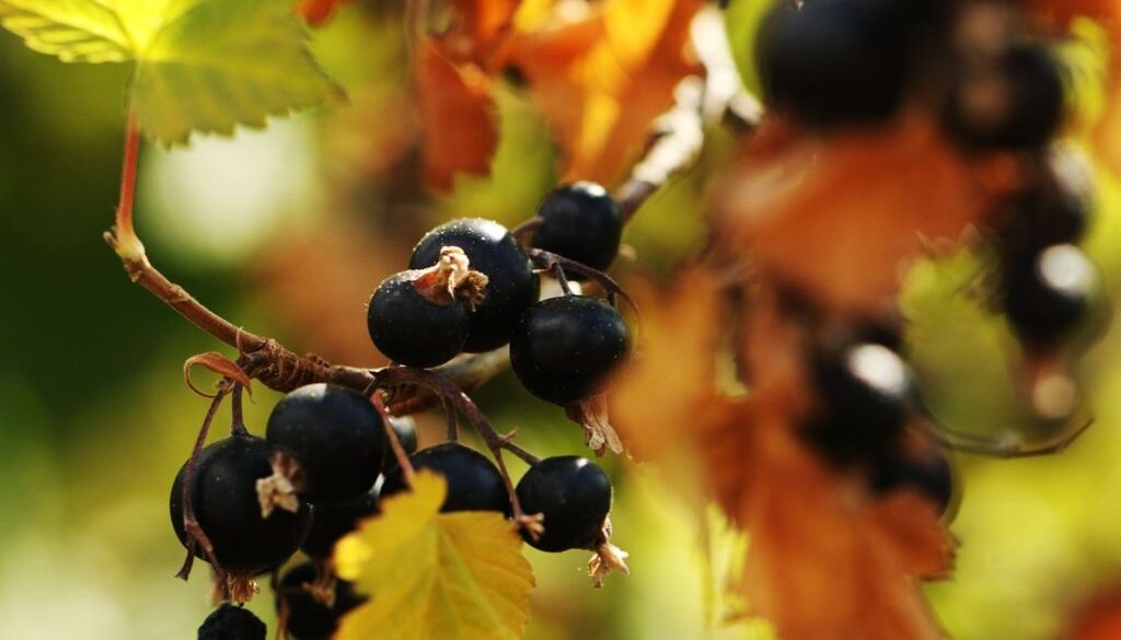 blackcurrant