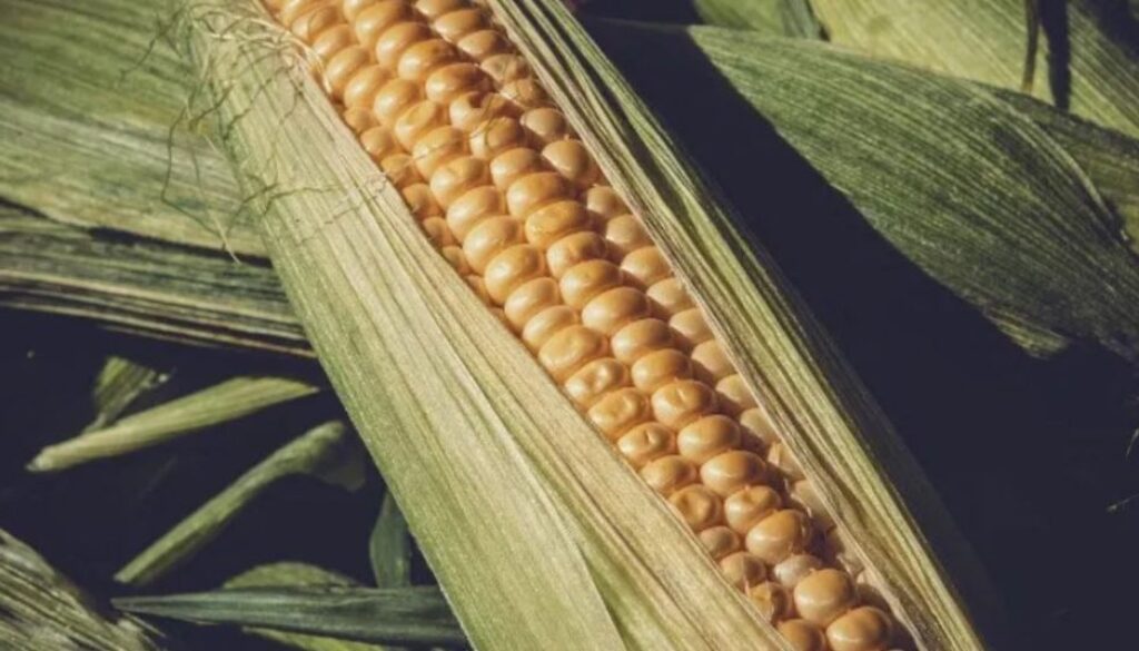 corn gmo