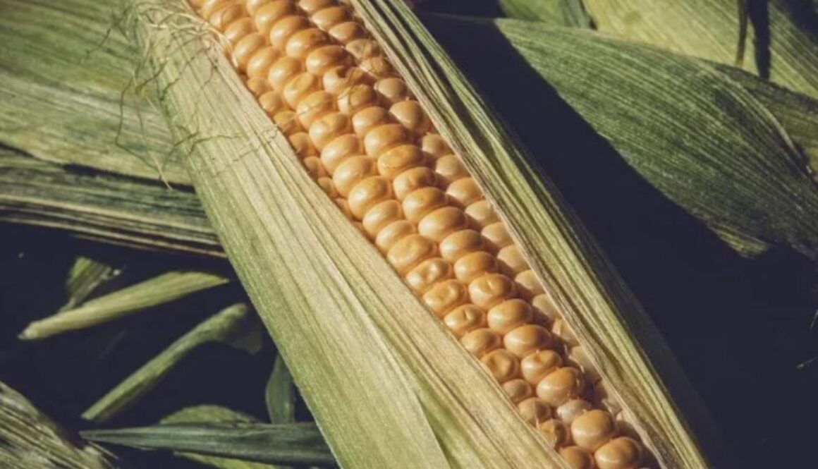 corn gmo