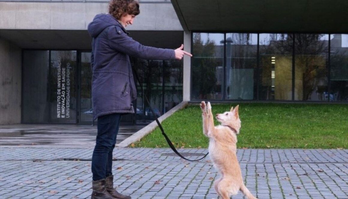 dog training