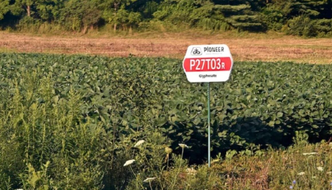 glyphosate wt