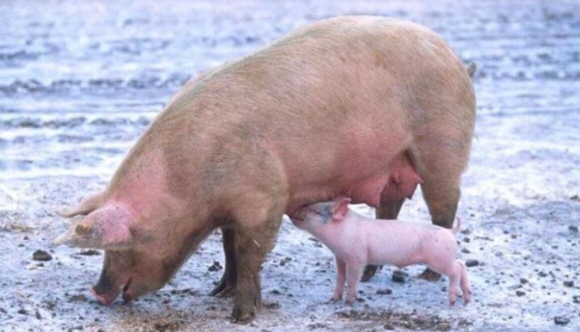 gmo pigs tnat