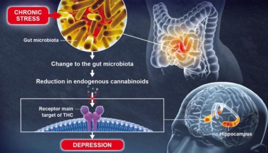 gut mental health