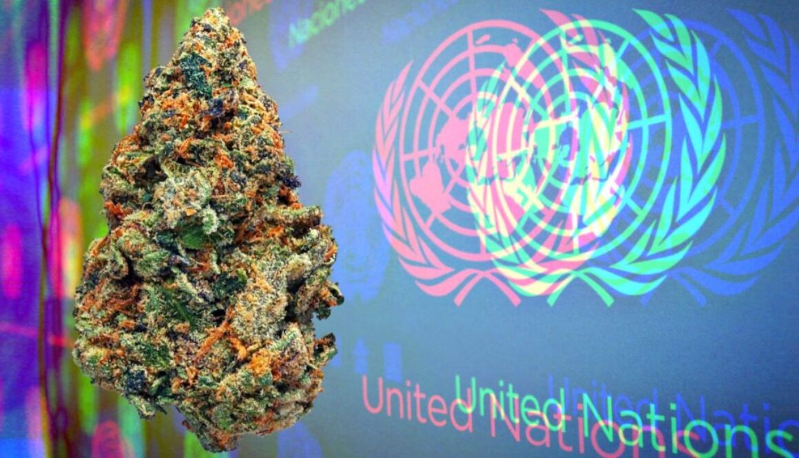 un cannabis