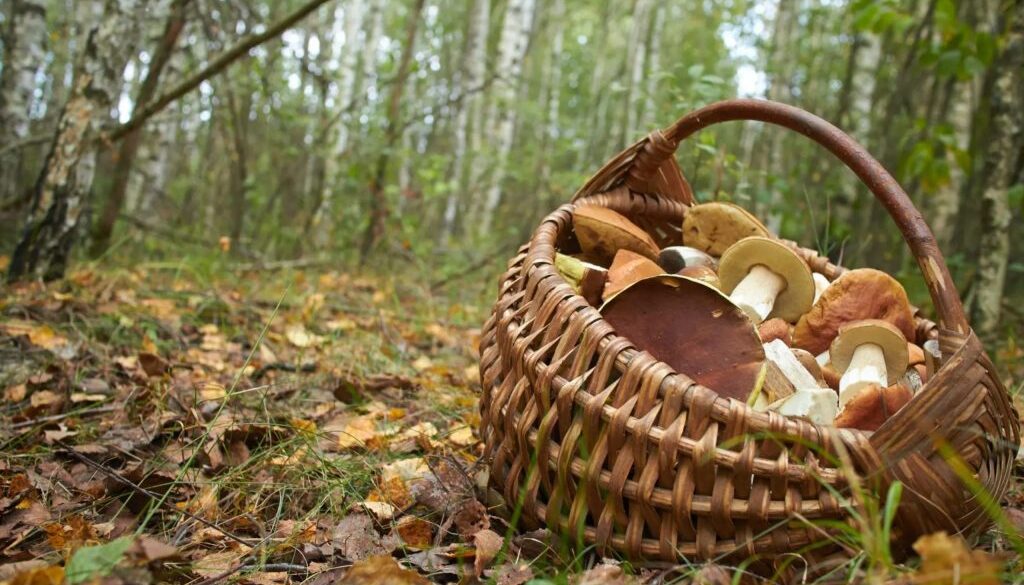 urban foraging tt