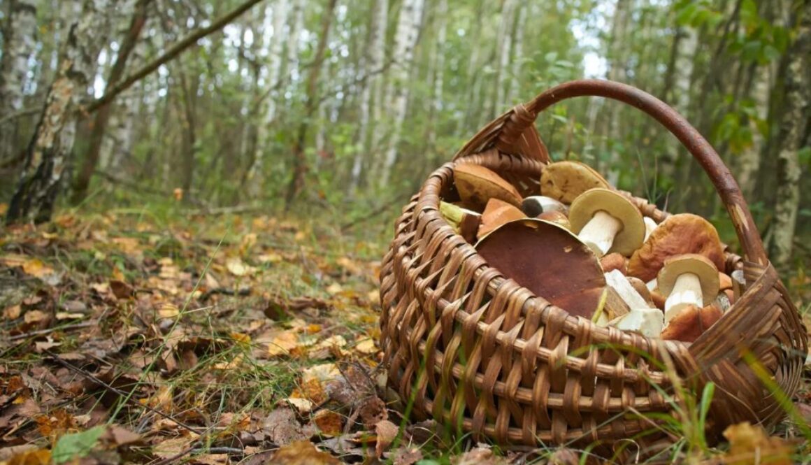 urban foraging tt