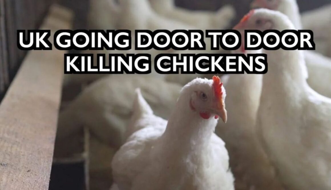 UK killing chickens