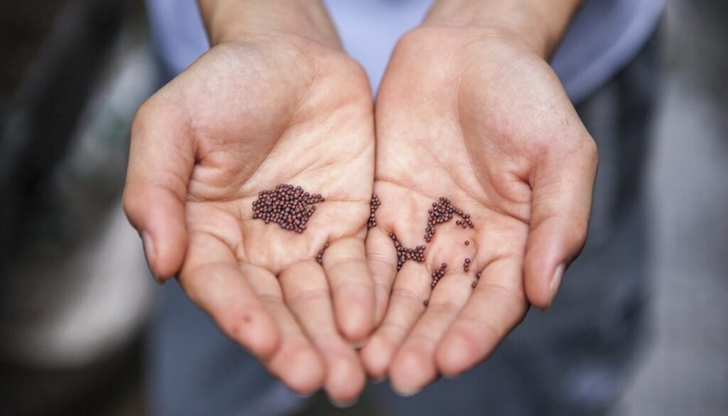 Unsplash-Seeds-1