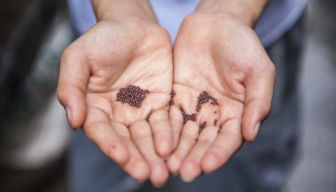Unsplash-Seeds-1