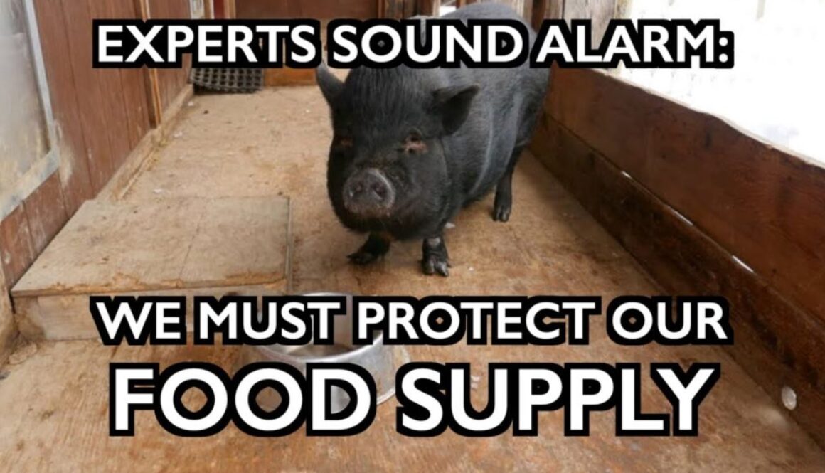 food supply iaf