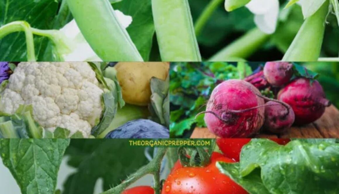 gardening organic prepper