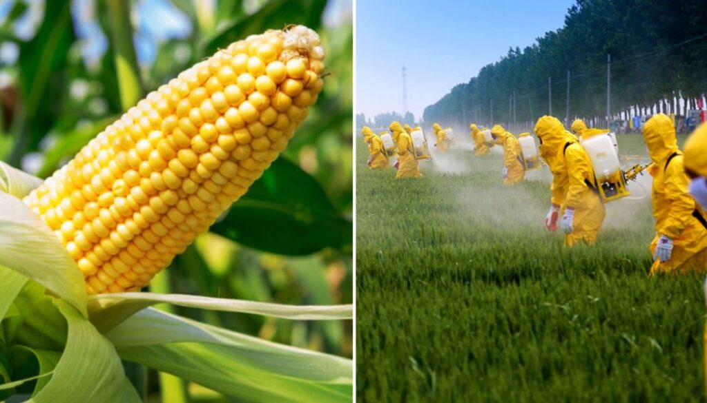gmo glyph tmu