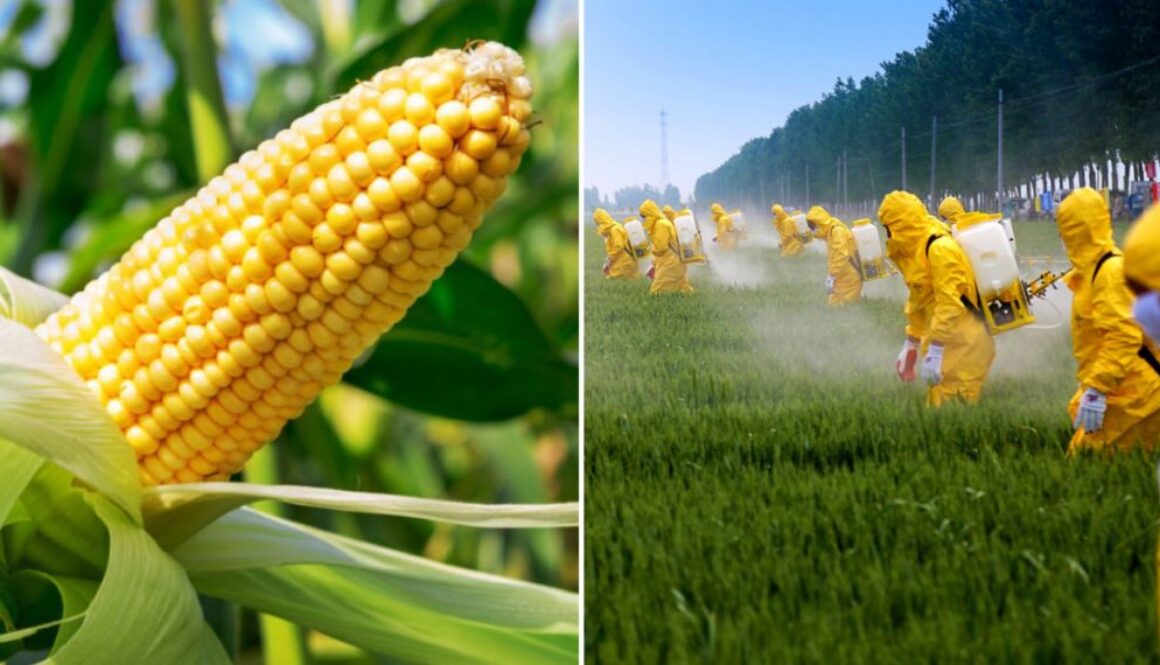 gmo glyph tmu
