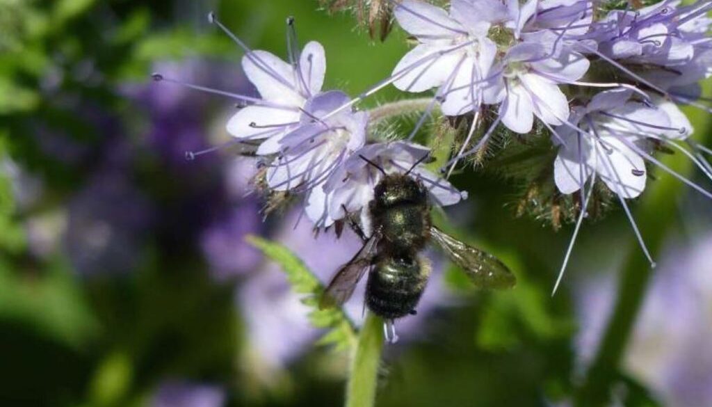orchard bee phys org