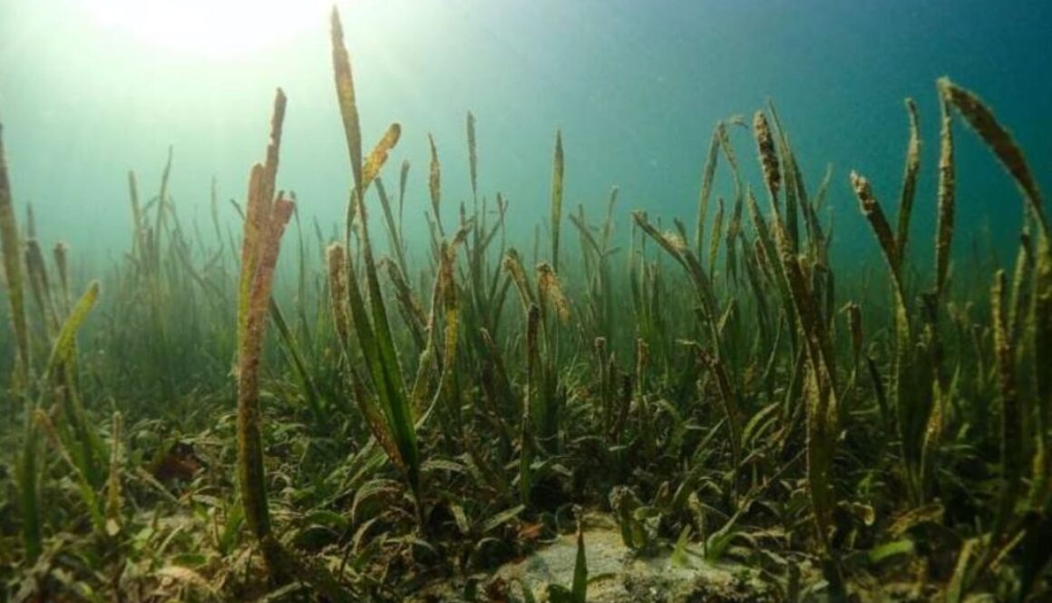 seagrass phys org