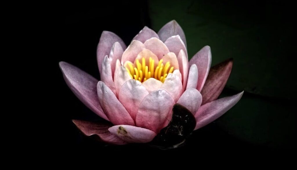 Unsplash-Dark-Lotus-Flower