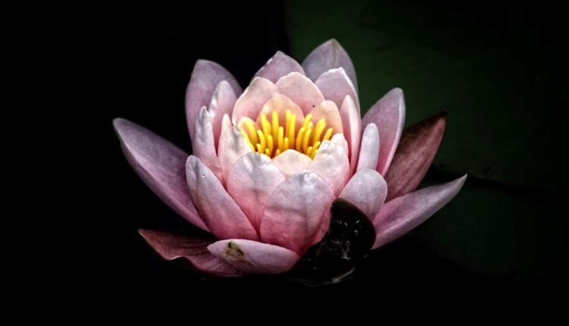 Unsplash-Dark-Lotus-Flower