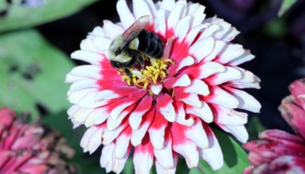 bee phys