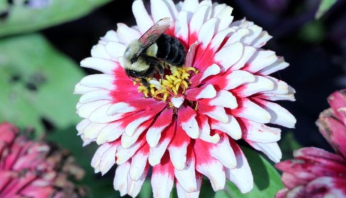 bee phys