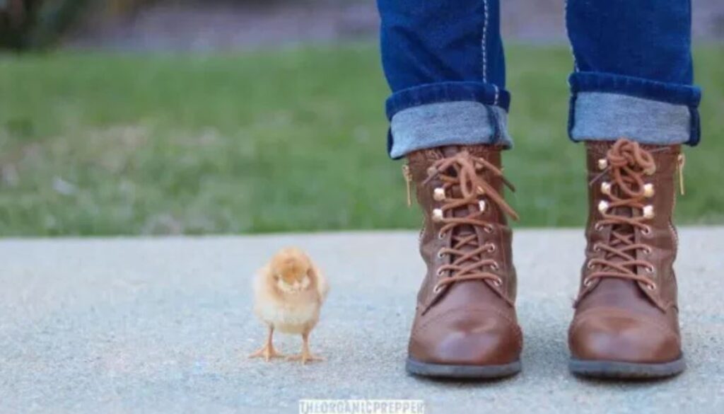 chicken op