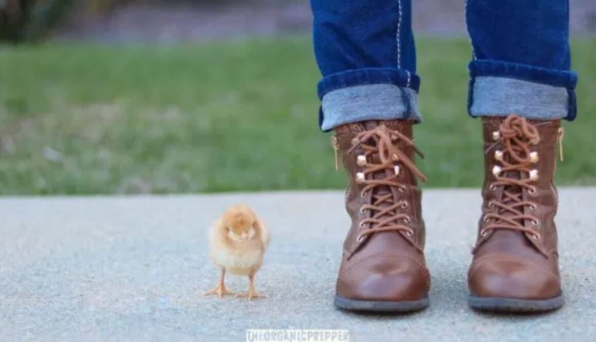 chicken op