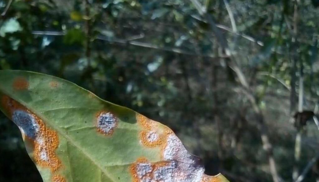 fungus