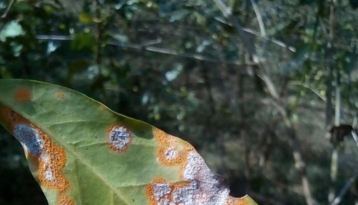 fungus