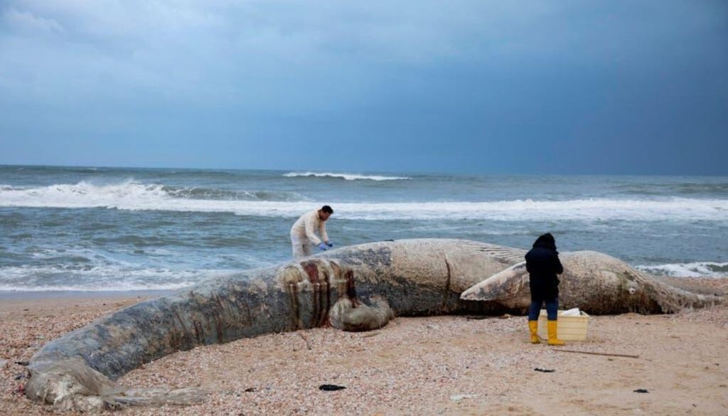 israel oil spill