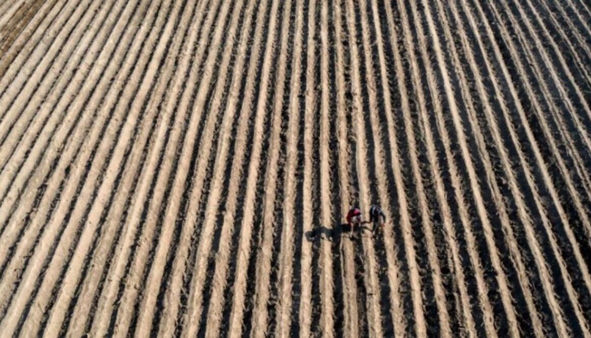mexico glyphosate cd