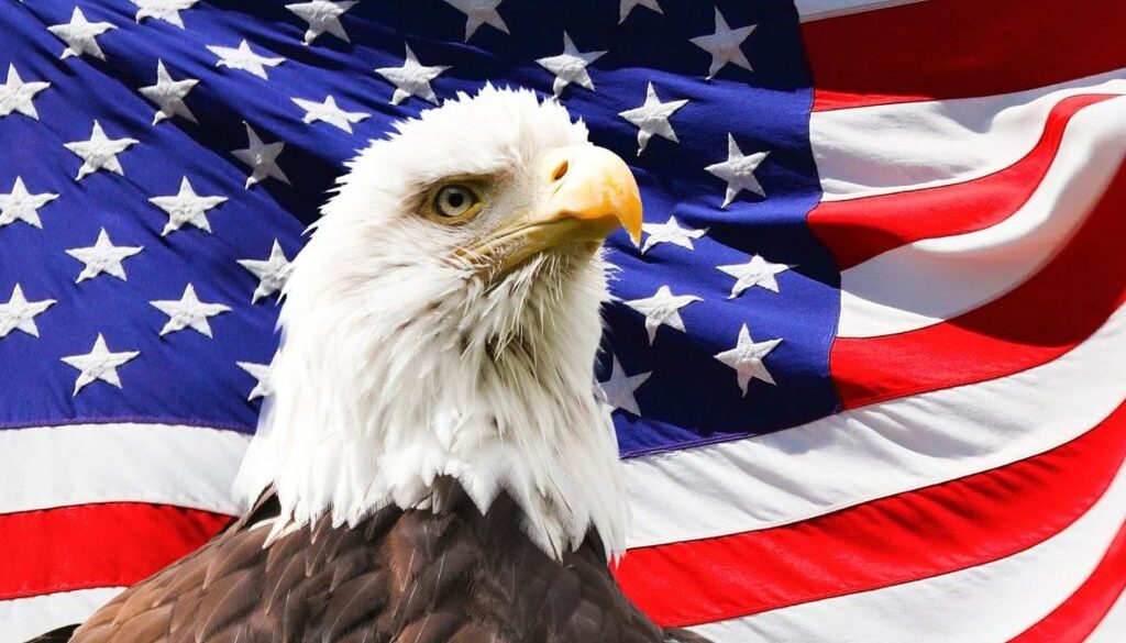 american bald eagle
