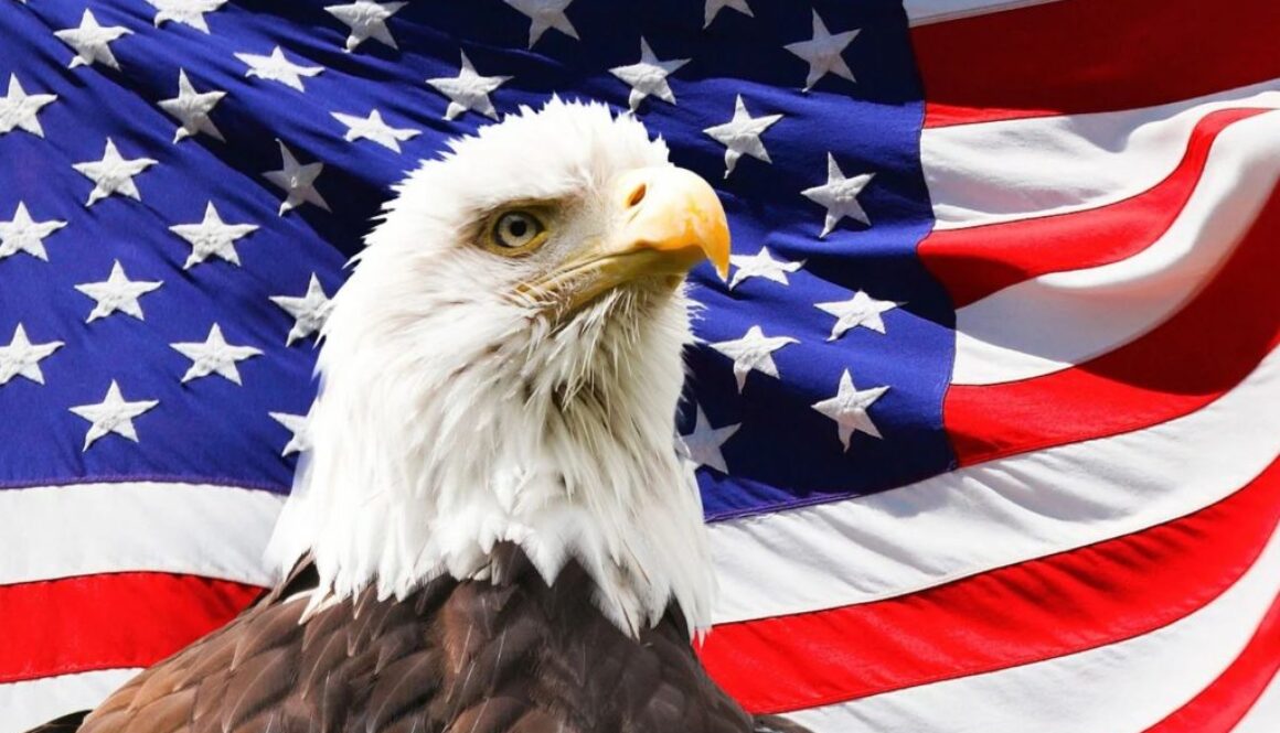 american bald eagle