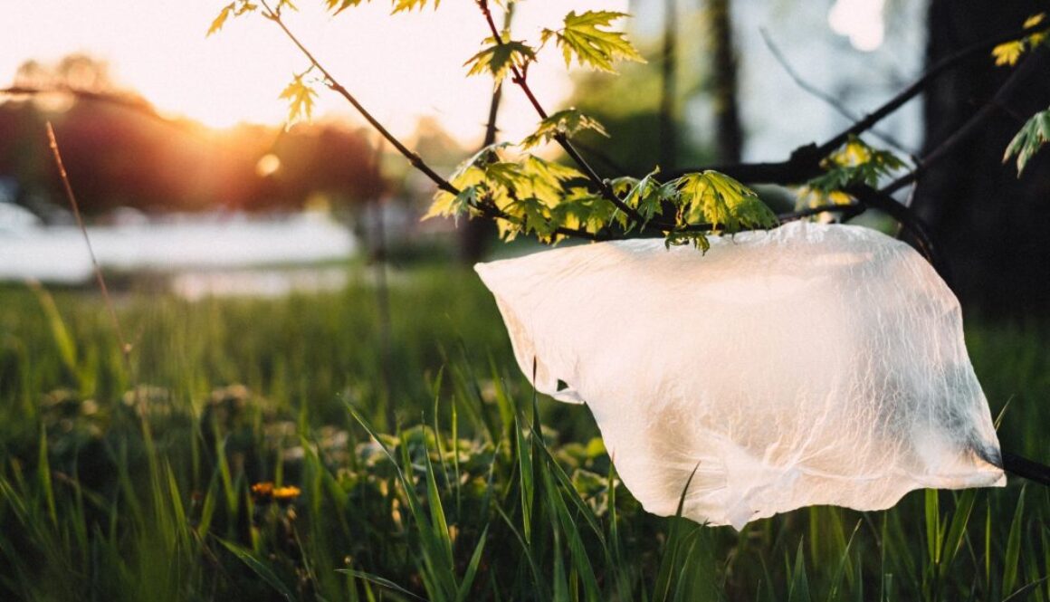 bioplastic freestocks org pexels