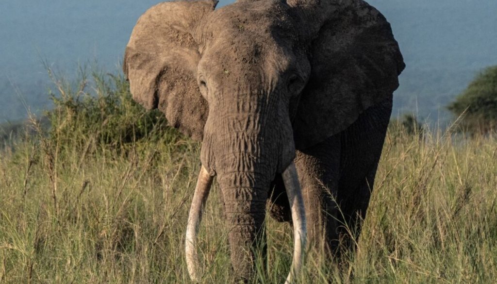elephant phys org