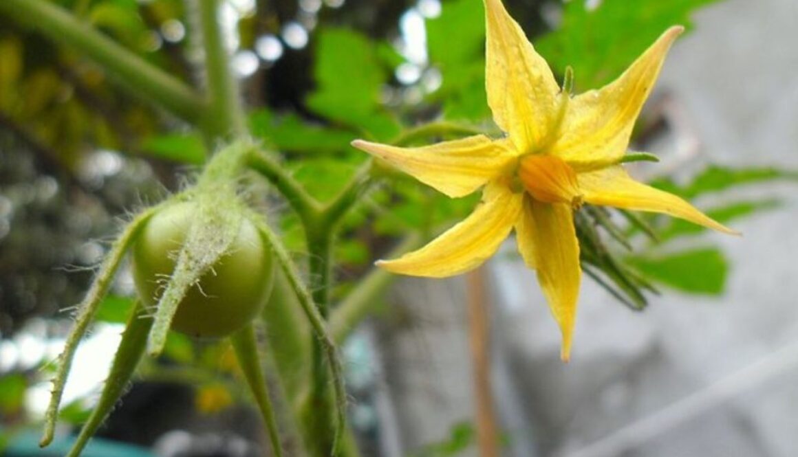 flower phys