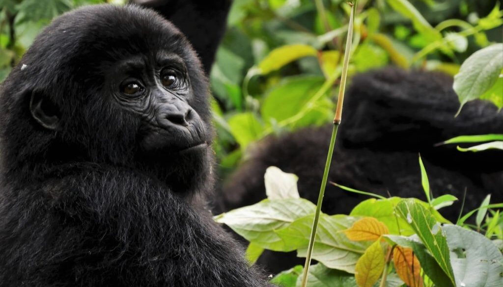 gorillas