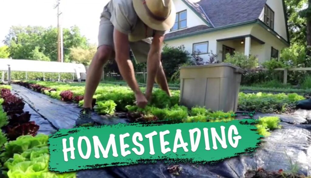 homesteading corbett
