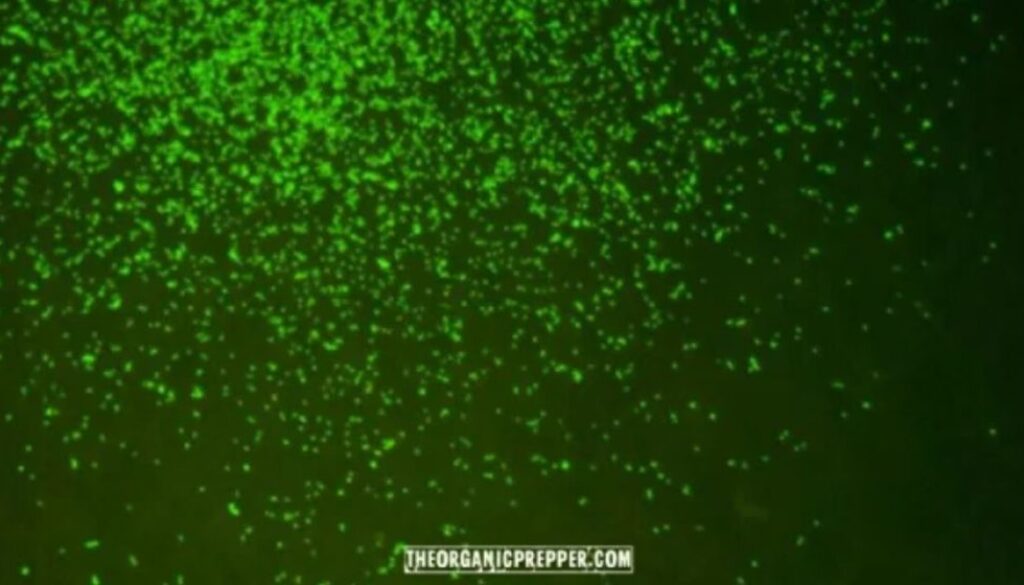 microbes op