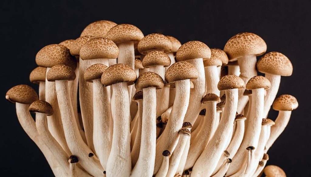 mushroom