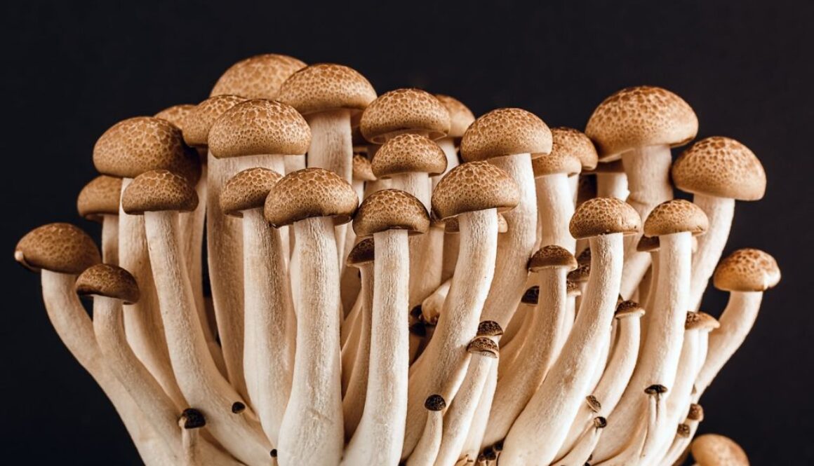 mushroom