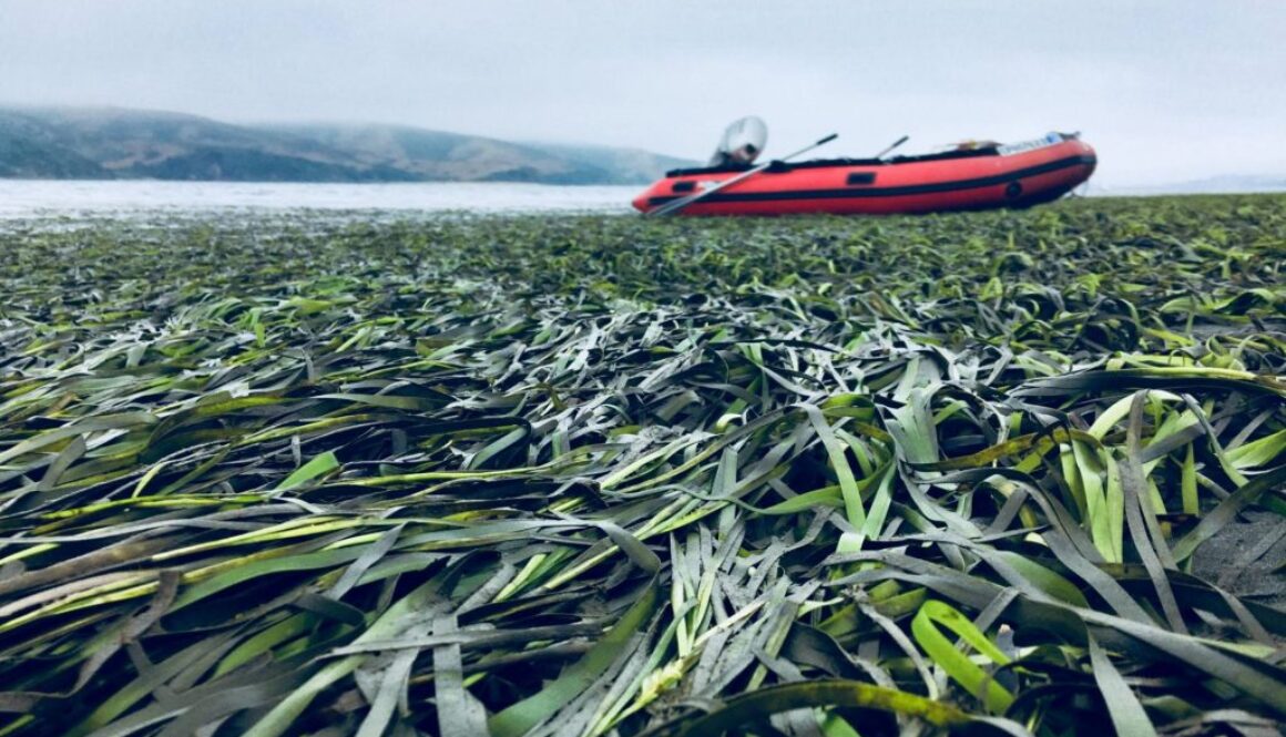 sea grass phys org