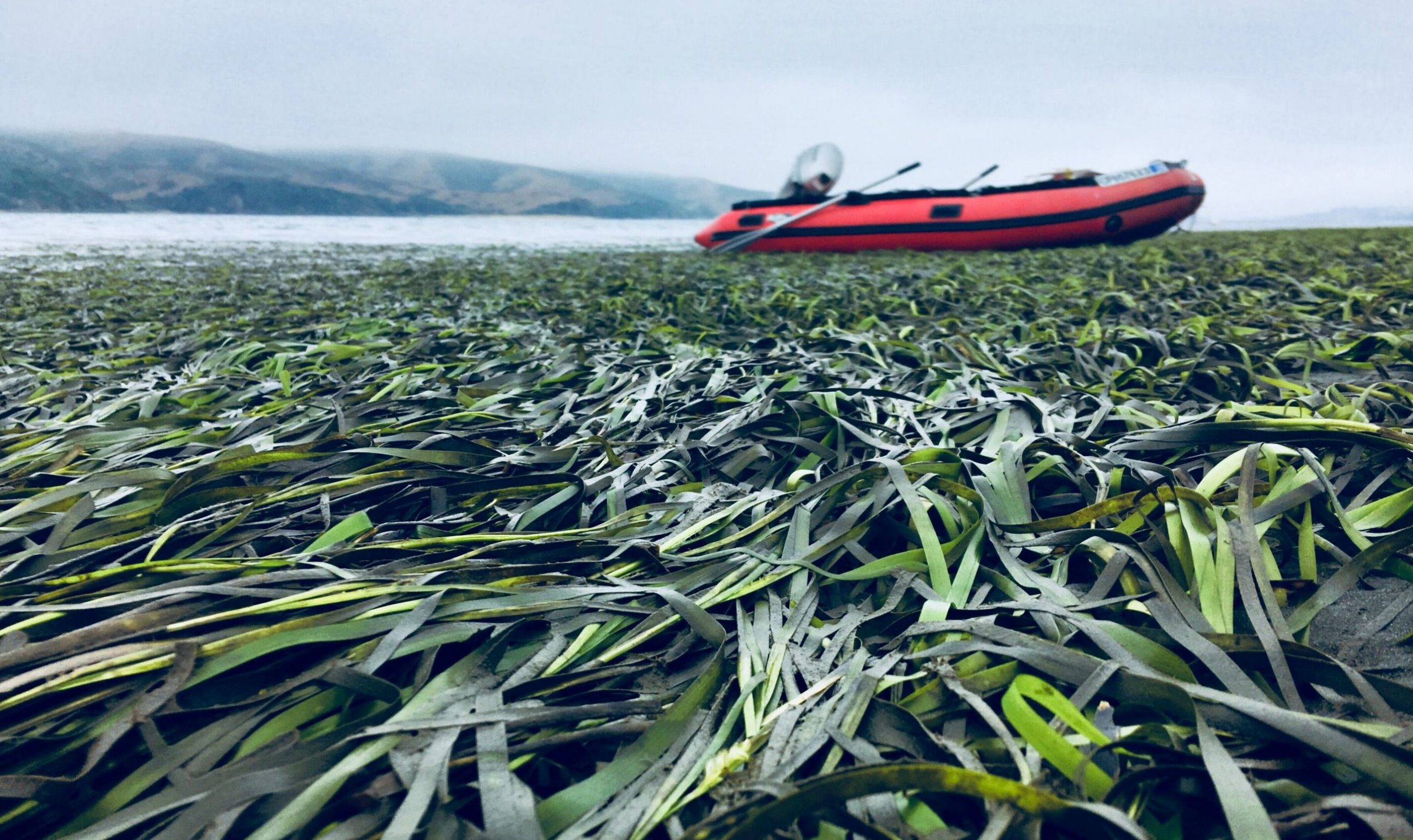 sea grass phys org sea grass phys org