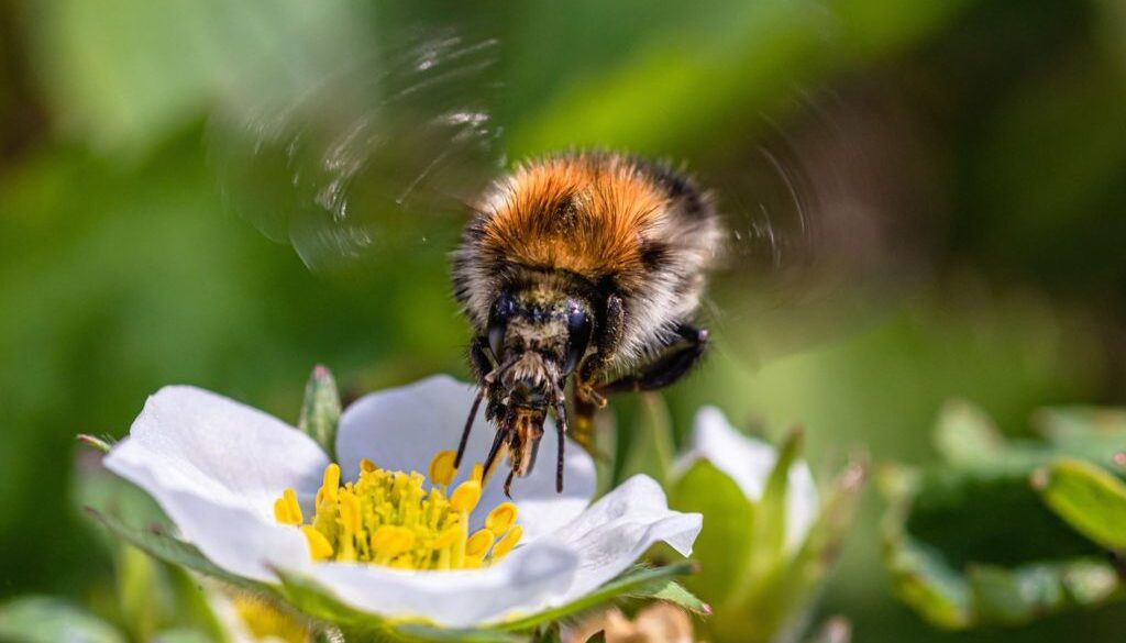 bumblebee pix
