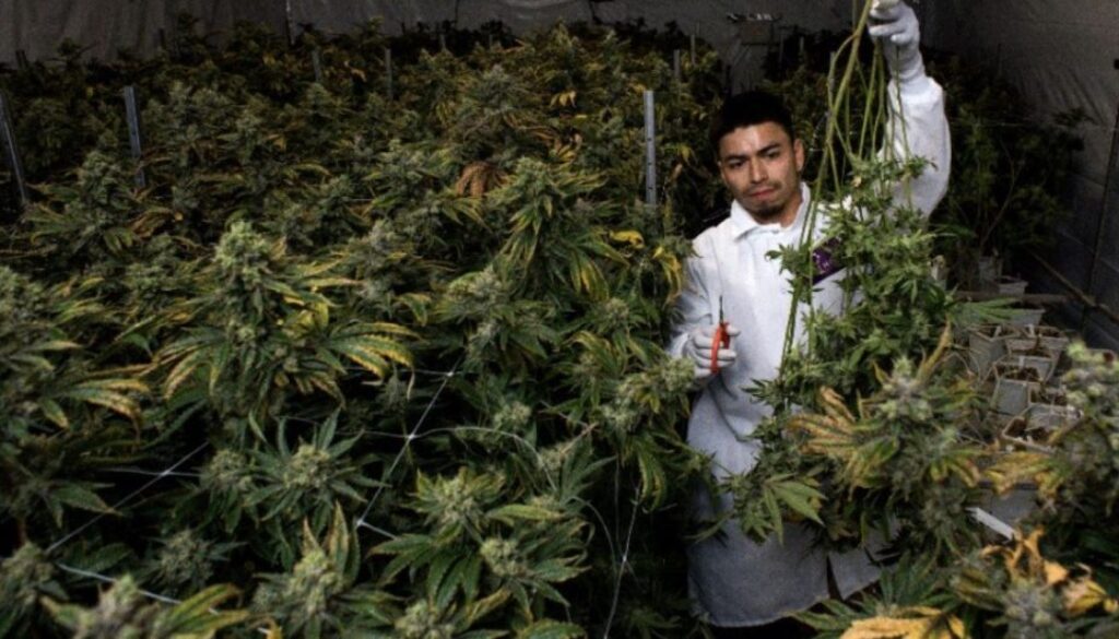 cannabis harvest getty common dreams