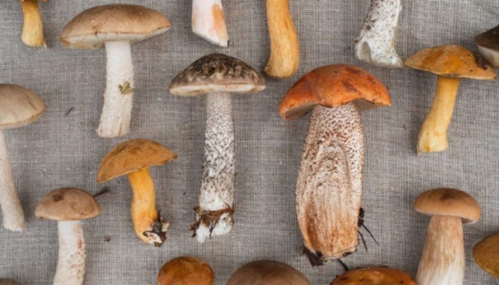 medicinal mushrooms