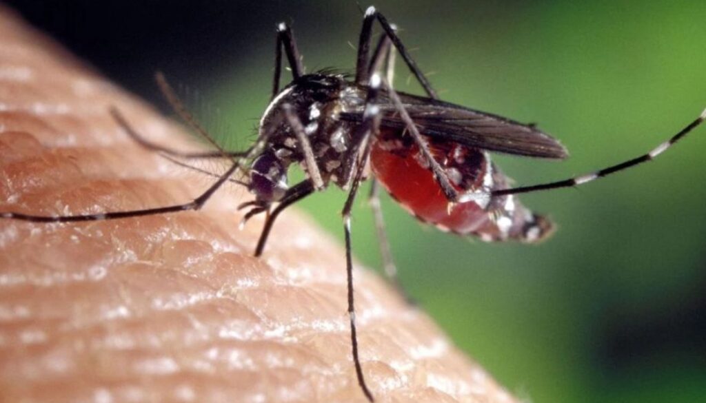 mosquito tmu