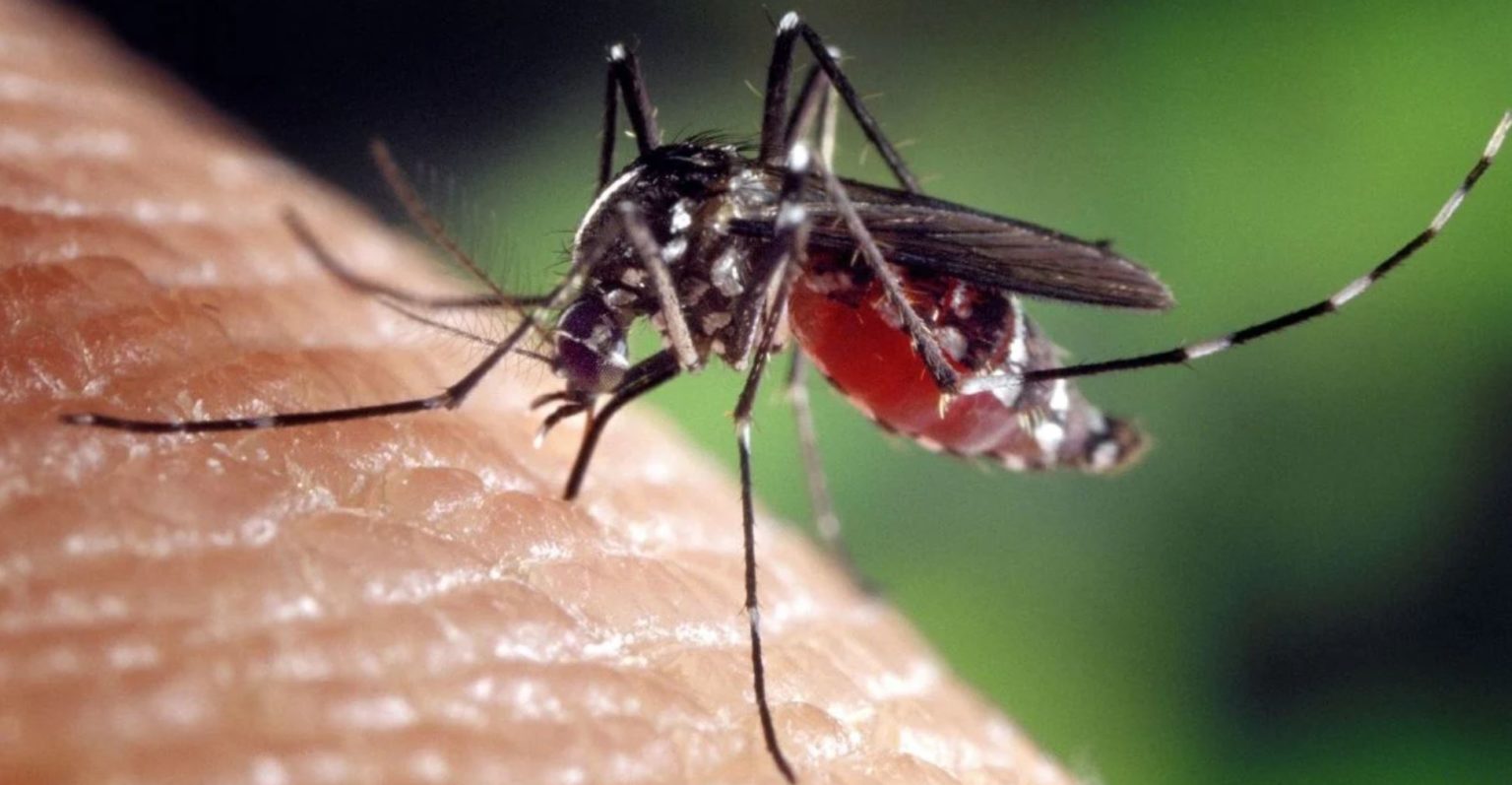 Florida Set to Release a Billion Modified Mosquitoes in