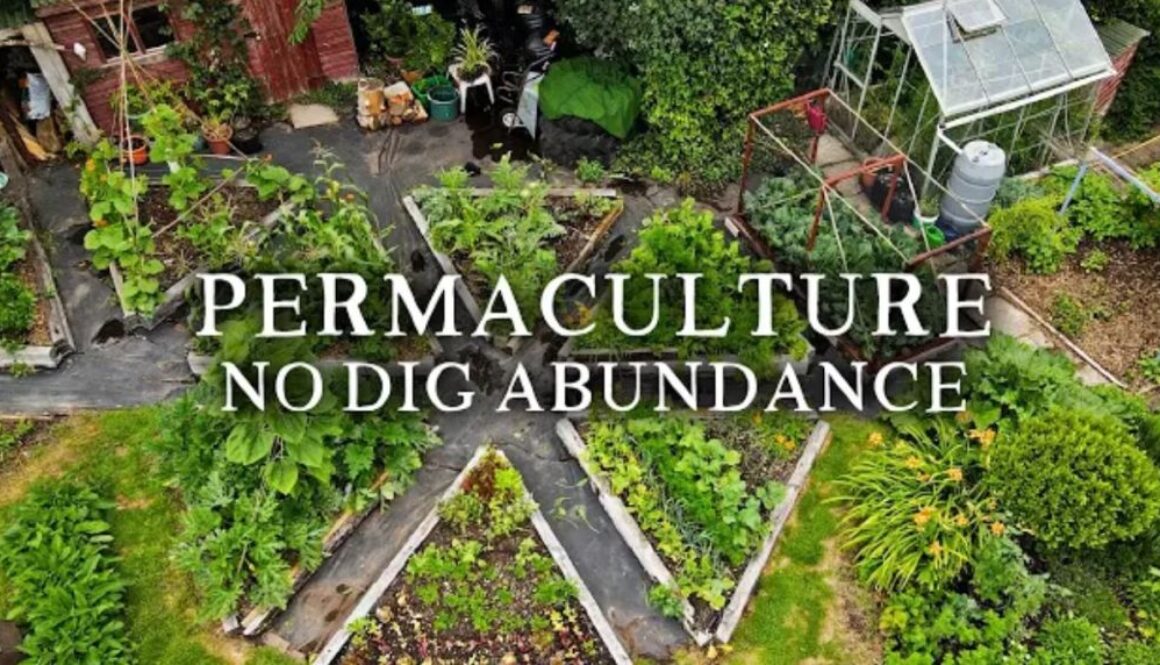 no dig permaculture