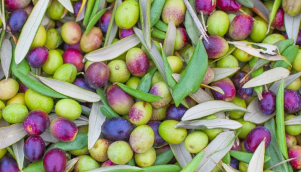 olives