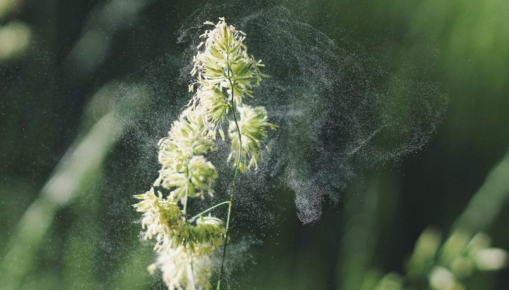 allergies pollen pix
